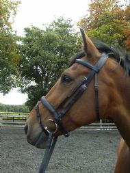 Eventer Bridle 2